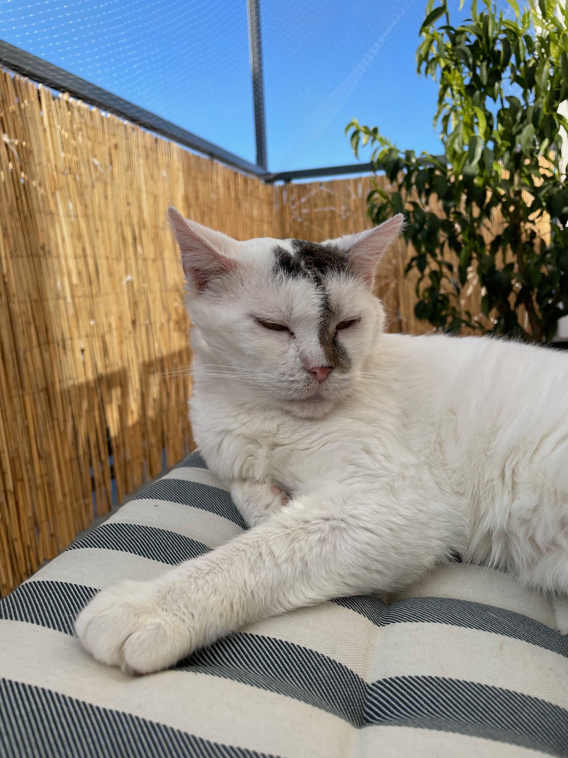 Chrupek Katze